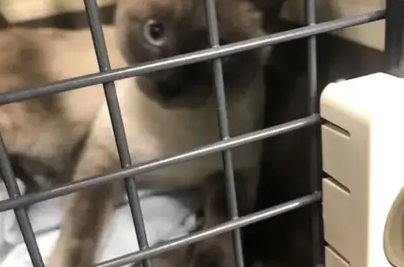 Найдена кошка, Волжский, фото: Найдена кошка, Волжский, им Ленина, д. 135, Волжский — сиамский, ласковый
