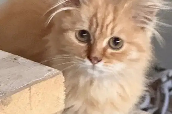 Найдена кошка, Калуга, фото: Найдена кошка, Калуга, Ленина, Калуга