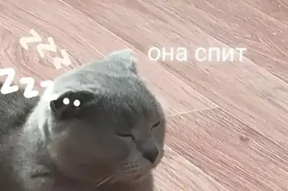 Пропала кошка, Кемерово, Коперный — серая, осторожная с незнакомыми - photo