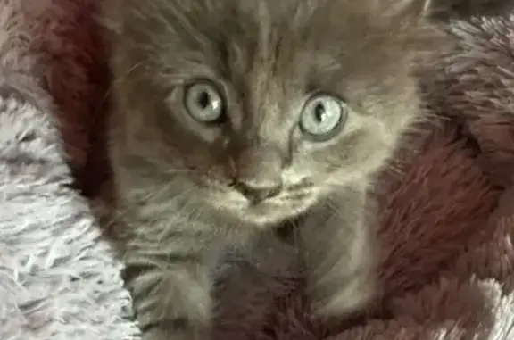 Пропала кошка, Госпитальная, д. 221, Майкоп — котёнок 3 месяца - photo