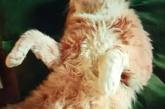 Пропала кошка, Кондопога, Нигозерский, Кондопога — кот - photo
