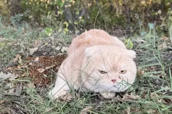 Найдена кошка, Оренбург, фото: Найдена кошка, Район Дзержинский (г Оренбург), Березка, д. 2В, Оренбург — очень упитанная и напуганная