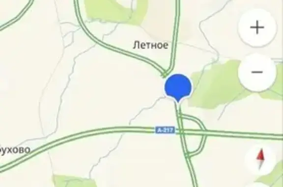 Найдена собака, Заостровье, фото: Найдена собака, Поселок Заостровье, Заостровье — добрый мальчик с ошейником