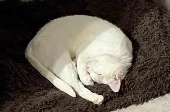 Кошки потеряшки, Уфа, фото: Потеряшка кошка, Первомайская, д. 50 1, Уфа — белая, глаза разного цвета