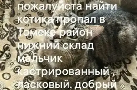 Кошки потеряшки, Томск, фото: Потеряшка кошка, Томск, Первомайская, д. 169 — кастрированный кот с белым пятнышком на шее