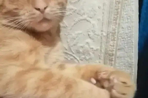 Найдена кошка, Чернянка, фото: Найдена кошка, улица Семашко, Чернянка