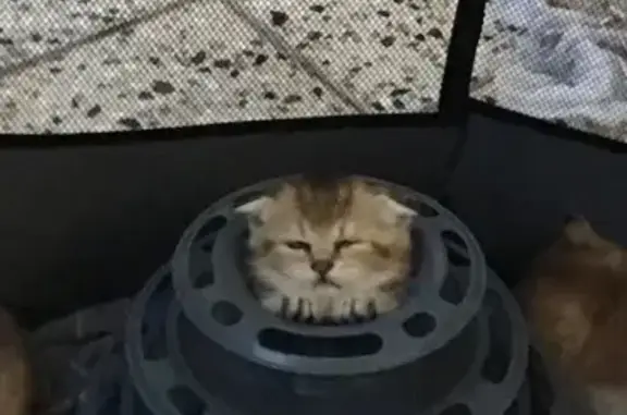 Пропала кошка, Махачкала — вислоухий котёнок золотой шиншиллы - photo