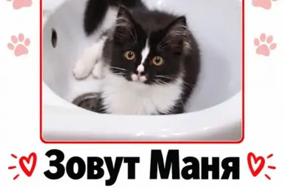 Пропала кошка, Верхняя Пышма, Спицина, д. 5, Верхняя Пышма — чёрная с белой полосой на носу - photo