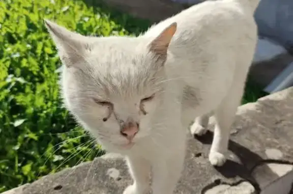Найдена кошка, Ярославль, фото: Найдена кошка, Красноперекопская, Ярославль — белая, жалобно мяукает