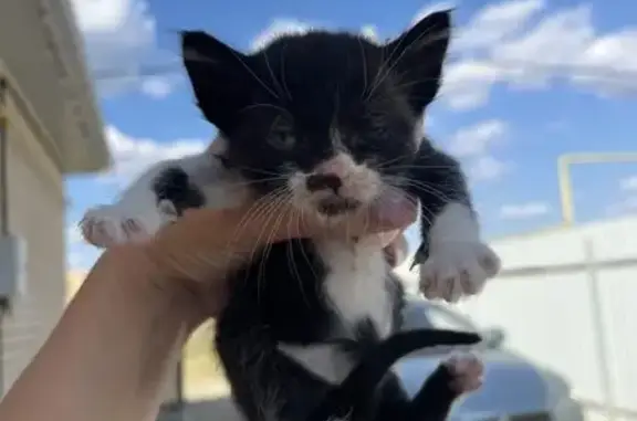 Кошка ищет дом, Краснодар — все разные на фото - photo