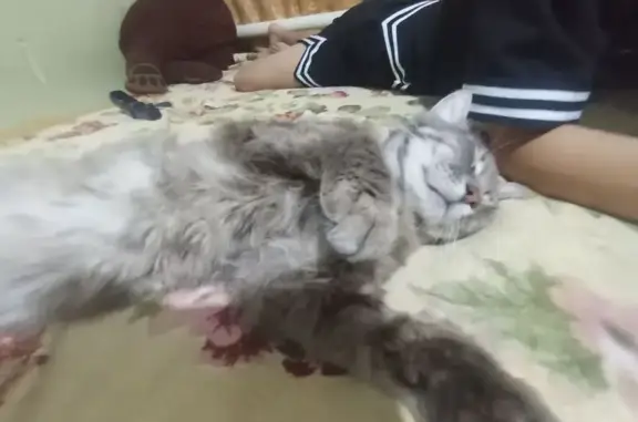Пропала кошка, Короткая, Майкоп — серый табби, боится незнакомых людей - photo