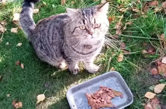 Найдена кошка, Павловский Посад, фото: Найдена кошка, Павловский Посад, Кузьмина, д. 47а — коричнево-пестрая, с приплюснутой мордочкой