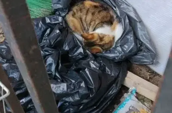 Найдена кошка, Санкт-Петербург, фото: Найдена кошка, Район Василеостровский (г Санкт-Петербург), Кораблестроителей, д. 35 5, Санкт-Петербург — с подрезанным ушком