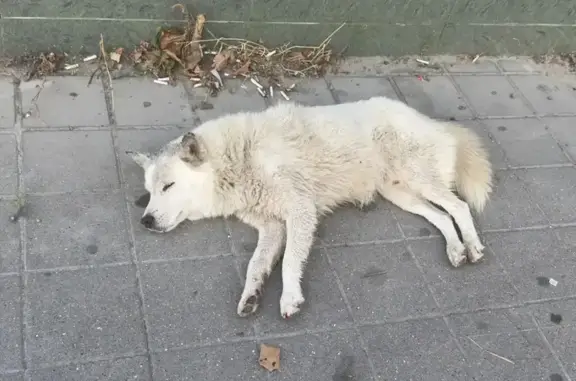 Найдена собака, Новороссийск, фото: Найдена собака, Новороссийск — раненый щенок в районе Цемдолины