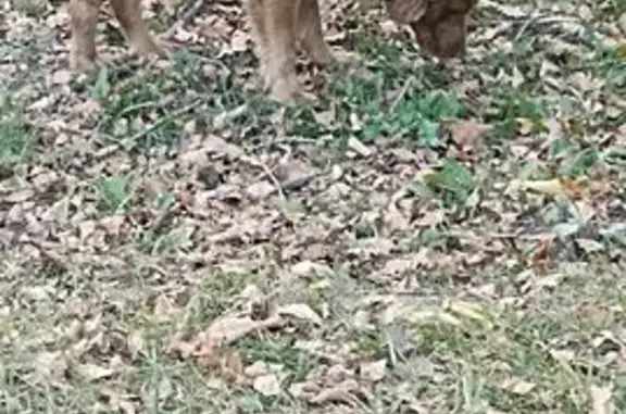 Найдена собака, Подольск, фото: Найдена собака, Плещеевская, д. 15А, Подольск — была домашней