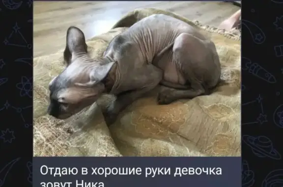 Кошка ищет дом, Аксай - photo