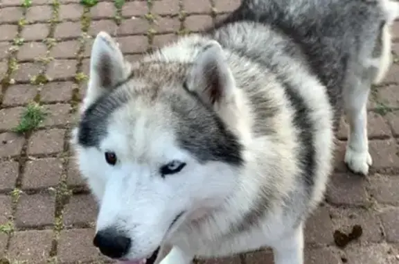 Пропала собака, Поселок Ермилово, Прибрежная, Ермилово — кобель, 7 лет, разный цвет глаз - photo