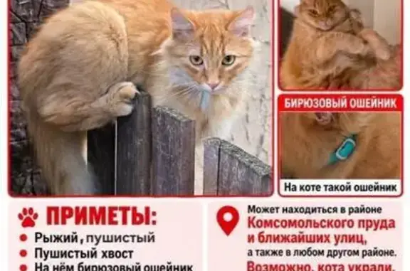 Пропала кошка, Ставрополь — рыжая и пушистая, бирюзовый ошейник - photo