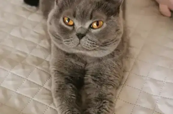 Пропала кошка, Шахтерская, д. 2, Тулун — большой серый британский кот - photo