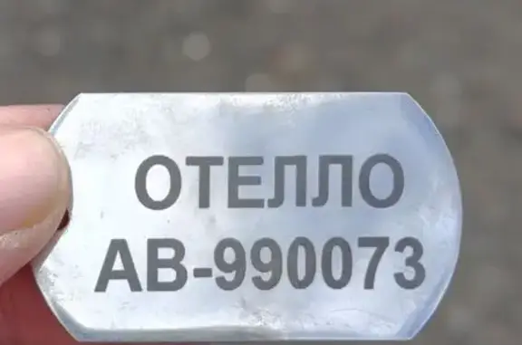 Найдена собака, Киевская, д. 50В, Калининград — бегает и мечется на остановке - photo