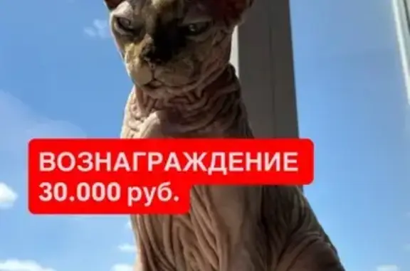 Пропала кошка, Саратов — сфинкс, девочка - photo