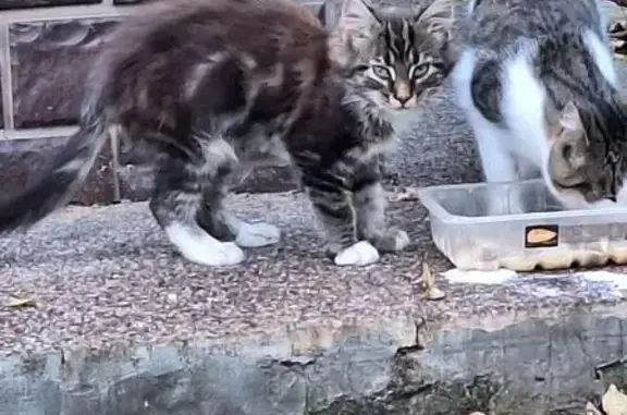 Найдена кошка, Деревня Труфановка (г Одинцово), Одинцово — котёнок около 4 месяцев - photo