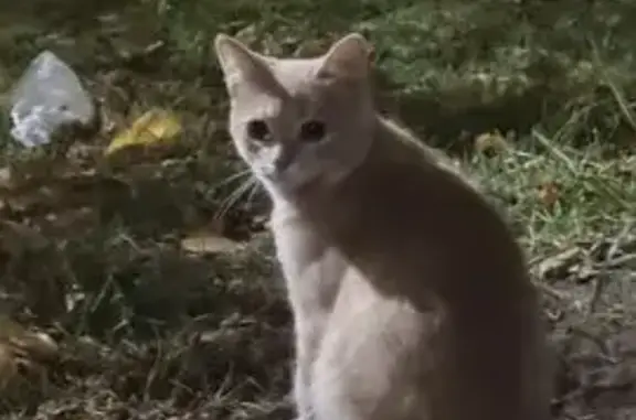Найдена кошка, Ярославль, фото: Найдена кошка, Доброхотова, д. 16а, Ярославль — чистая, не боится людей