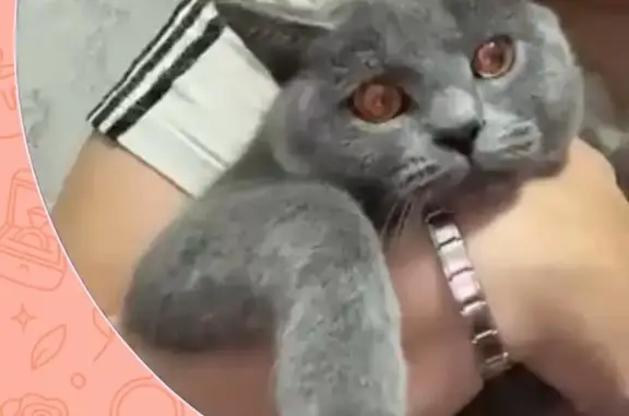 Пропала кошка, Район Куйбышевский, Иркутск — британский кот - photo