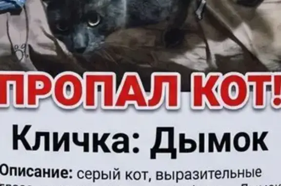 Кошки потеряшки, Павловск, фото: Потеряшка кошка, Село Павловск, Полушкина, д. 66, Павловск — 7 лет, гладкая дымчатая шерсть