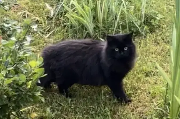 Кошки потеряшки, Королёв, фото: Потеряшка кошка, Микрорайон Болшево (г Королёв), Бурковский, д. 30, Королёв — чёрная, упитанная, стрижка под льва
