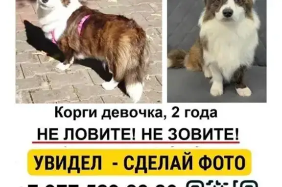 Пропала собака, Химки, Мира, д. 12 - photo