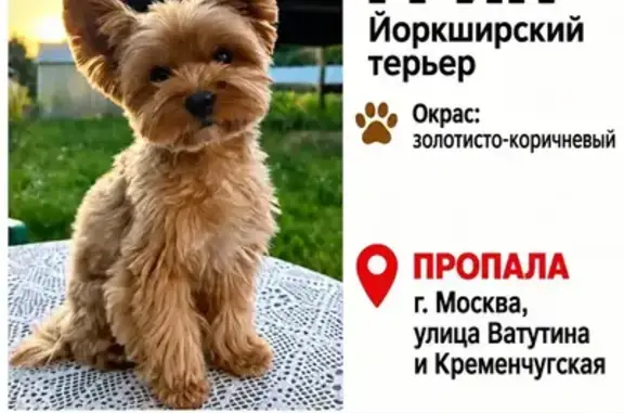 Собаки потеряшки, Москва, фото: Потеряшка собака, Ватутина, д. 7 1, Москва — рыжий йоркширский терьер