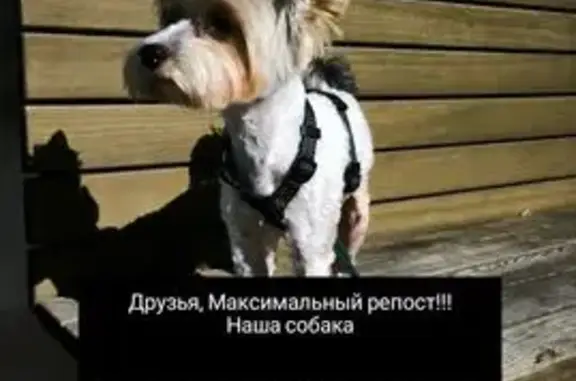 Пропала собака, Казань — йорк, пугливая - photo