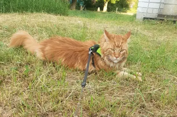 Пропала кошка, Барнаул, Свердлова, Барнаул — рыжий мейнкун, ласковый - photo