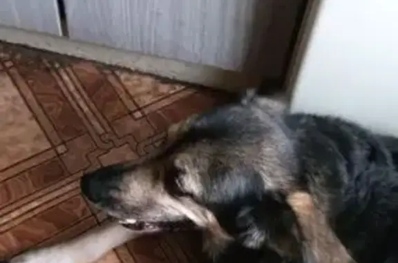 Пропала собака-девочка, Уфа — 14 лет, след от ожога на задней лапе - photo