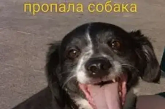 Пропала собака, Нижневартовск — чёрная - photo