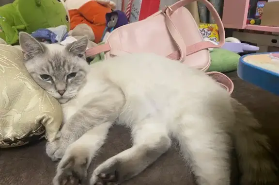 Пропала кошка, Ставрополь, Иверская — кот, 1 год - photo