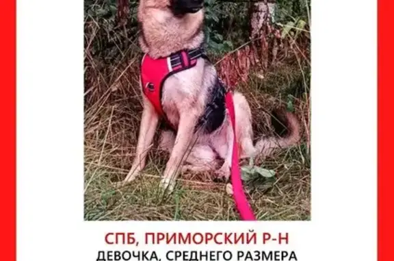 Собаки потеряшки, Санкт-Петербург, фото: Потеряшка собака Девочка, Санкт-Петербург (rl1263678)