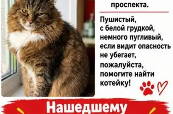 Кошки потеряшки, Санкт-Петербург, фото: Потеряшка кошка, Санкт-Петербург, Меншиковский, д. 13 1 — белая грудка и носочки