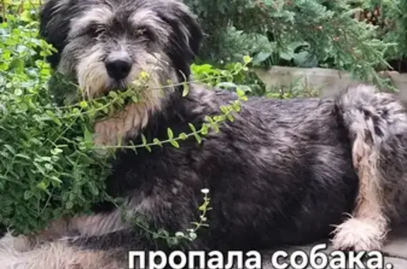 Пропала собака, Краснодар — большая, с карими глазами - photo