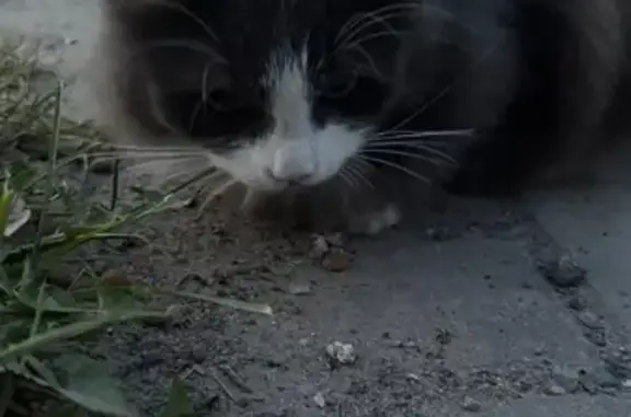 Найдена кошка, Казань, фото: Найдена кошка, Район Советский (г Казань), Сабинская, д. 15, Казань — испуганная девочка