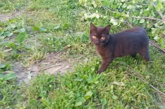 Пропала кошка, Томск, Иркутский, д. 6 — котик Марсик, район Пушкино-Каштак - photo