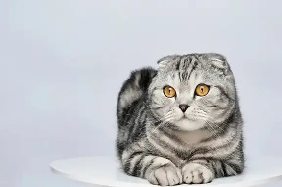 Пропала кошка, Новый, д. 6, Томск — котёнок 2 месяцев с прямыми ушами - photo