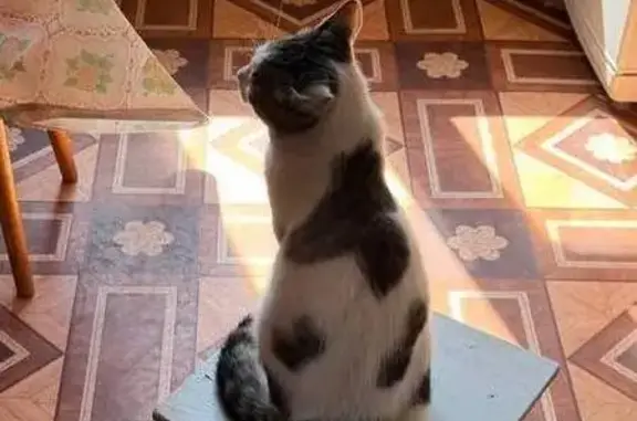 Пропала кошка, Верхняя 1-я, д. 33, Елец — кот Котофей, не кастрирован - photo