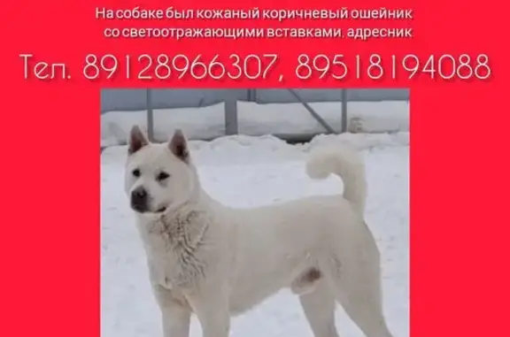 Пропала собака, кобель, Деревня Сарафаново, Сарафаново — белого окраса, со шрамом под левым глазом - photo