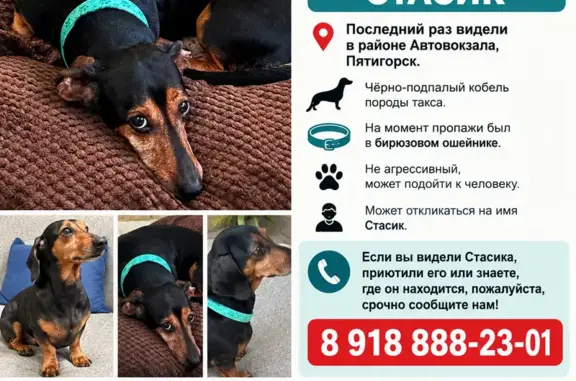 Собаки потеряшки, Пятигорск, фото: Потеряшка собака, Пятигорск, Дегтярева — чёрно-подпалый кобель-такса