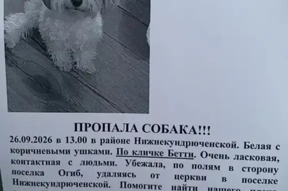 Пропала собака, Ростов-на-Дону — белая с коричневыми ушками - photo