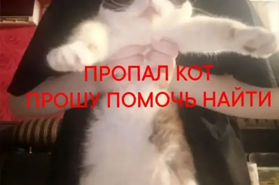 Пропала кошка, Тимирязева, д. 99, Армавир — бело-серый окрас - photo