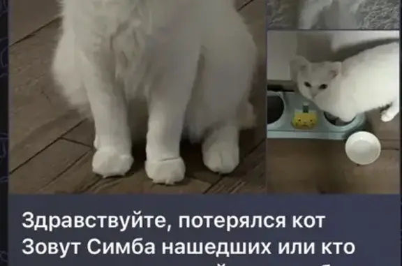 Пропала кошка, Полиграфистов, д. 29, Чехов — белая, с серым пятнышком на голове - photo