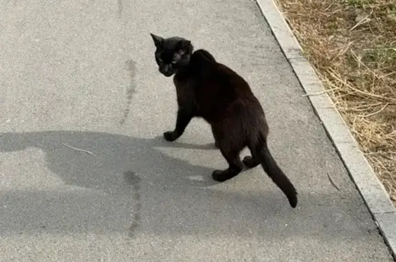Найдена кошка, Казань, фото: Найдена кошка, Казань, Мира (Самосырово), Казань — с розовым ошейником